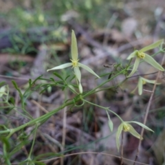 Clematis leptophylla at Bungonia National Park - 30 Jul 2023