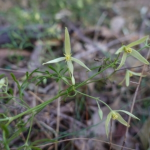 Clematis leptophylla at Bungonia National Park - 30 Jul 2023