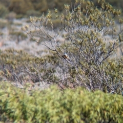 Pachycephala rufiventris at Iwantja, SA - suppressed