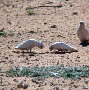 Cacatua sanguinea at Ghan, NT - 9 May 2024 02:02 PM