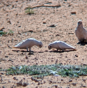 Cacatua sanguinea (Little Corella) at Ghan, NT by Darcy