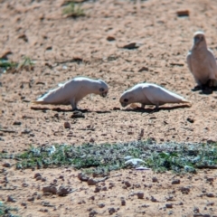 Cacatua sanguinea at Ghan, NT - 9 May 2024 02:02 PM