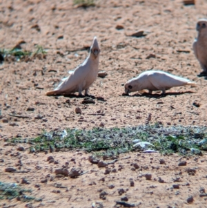 Cacatua sanguinea at Ghan, NT - 9 May 2024 02:02 PM