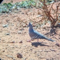 Ocyphaps lophotes (Crested Pigeon) at Ghan, NT - 9 May 2024 by Darcy