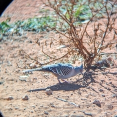 Ocyphaps lophotes at Ghan, NT - 9 May 2024 02:02 PM