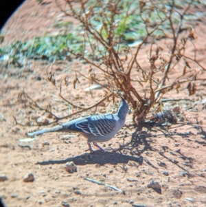 Ocyphaps lophotes at Ghan, NT - 9 May 2024 02:02 PM