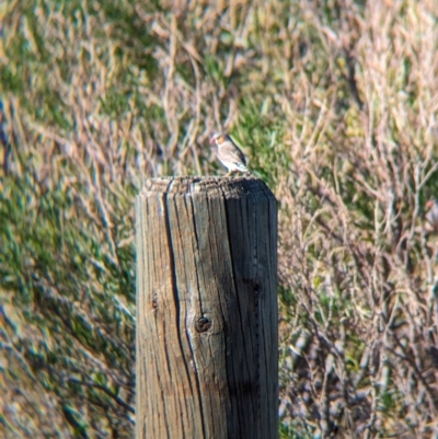 Taeniopygia guttata (Zebra Finch) at Petermann, NT - 9 May 2024 by Darcy