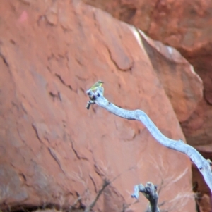 Ptilotula keartlandi at Uluru-Kata Tjuta - 10 May 2024