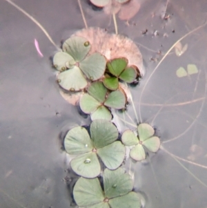 Marsilea drummondii at suppressed by Darcy