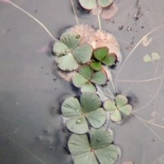 Marsilea drummondii at Uluru-Kata Tjuta - 10 May 2024 09:46 AM