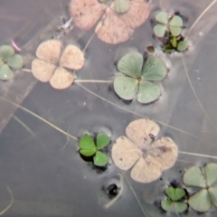 Marsilea drummondii at Uluru-Kata Tjuta - 10 May 2024