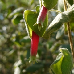 Correa reflexa var. reflexa at Bungonia, NSW - 30 Jul 2023 by RobG1