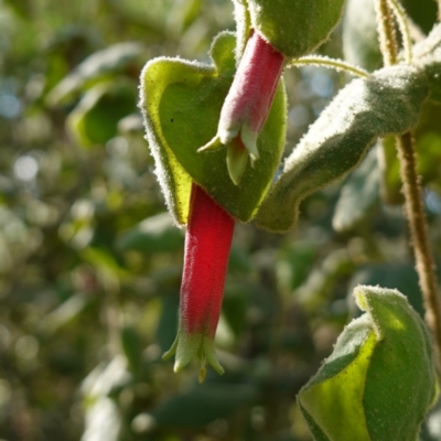 Correa reflexa var. reflexa at Bungonia National Park - 30 Jul 2023 by RobG1