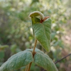 Correa reflexa var. reflexa at Bungonia National Park - 30 Jul 2023 11:11 AM