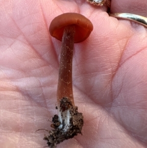 Unidentified Cap on a stem; gills below cap [mushrooms or mushroom-like] at Yarralumla, ACT by lbradley