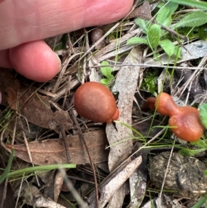 Laccaria sp. at Yarralumla, ACT - 2 Jun 2024