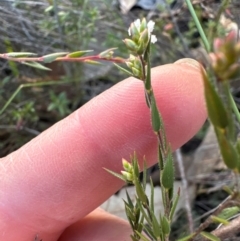 Leucopogon virgatus at Aranda Bushland - 2 Jun 2024 by lbradley