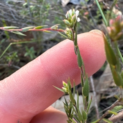 Leucopogon virgatus at Aranda Bushland - 2 Jun 2024 by lbradley