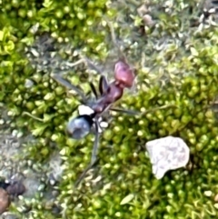 Iridomyrmex purpureus (Meat Ant) at Aranda Bushland - 2 Jun 2024 by lbradley