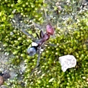 Iridomyrmex purpureus (Meat Ant) at Aranda Bushland by lbradley