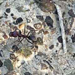 Iridomyrmex purpureus at Aranda, ACT - 2 Jun 2024