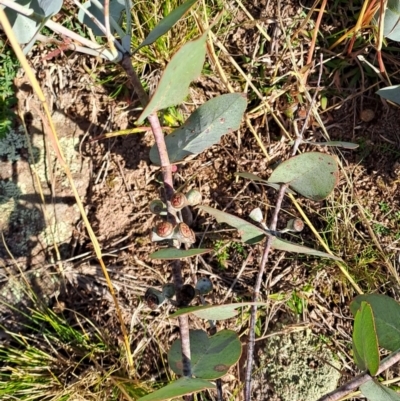 Eucalyptus cinerea subsp. cinerea (Argyle Apple) at Mount Taylor - 2 Jun 2024 by LPadg