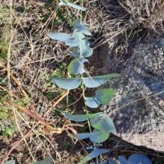 Eucalyptus cinerea subsp. cinerea at Mount Taylor - 2 Jun 2024