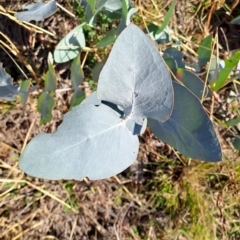 Eucalyptus cinerea subsp. cinerea at Mount Taylor - 2 Jun 2024 02:44 PM