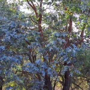 Eucalyptus cinerea subsp. cinerea at Mount Taylor - 2 Jun 2024