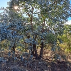 Eucalyptus cinerea subsp. cinerea at Mount Taylor - 2 Jun 2024