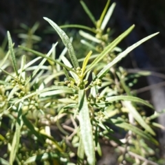 Olearia viscidula at Bungonia, NSW - 30 Jul 2023 by RobG1