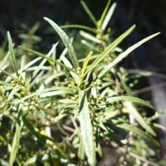 Olearia viscidula (Wallaby Weed) at Bungonia National Park - 30 Jul 2023 by RobG1