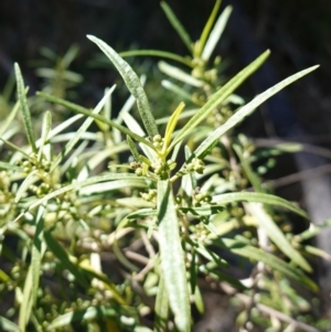 Olearia viscidula at Bungonia National Park - 30 Jul 2023