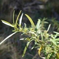 Olearia viscidula at Bungonia National Park - 30 Jul 2023