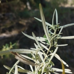 Olearia viscidula at Bungonia National Park - 30 Jul 2023