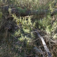 Olearia viscidula at Bungonia National Park - 30 Jul 2023 11:37 AM