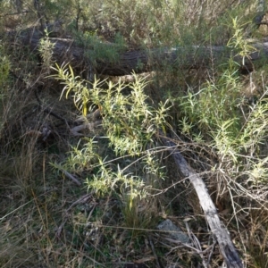 Olearia viscidula at Bungonia National Park - 30 Jul 2023