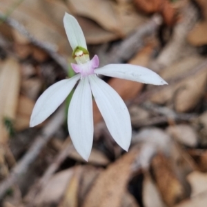 Caladenia picta at Beecroft Peninsula, NSW - suppressed