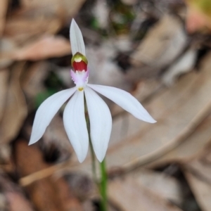 Caladenia picta at Beecroft Peninsula, NSW - suppressed