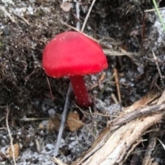 Unidentified Fungus at Jervis Bay Marine Park - 2 Jun 2024 by DavidAllsop