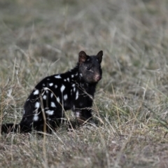 Dasyurus viverrinus (Eastern Quoll) at Mulligans Flat - 2 Jun 2024 by davidcunninghamwildlife