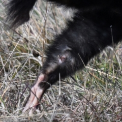 Dasyurus viverrinus at Mulligans Flat - 2 Jun 2024