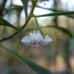 Myoporum montanum (Western Boobialla, Water Bush) at Bungonia National Park - 30 Jul 2023 by RobG1