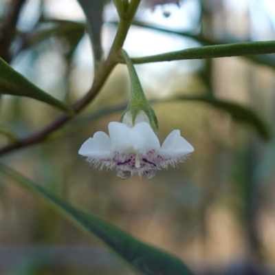 Myoporum montanum at Bungonia, NSW - 30 Jul 2023 by RobG1
