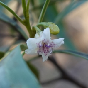 Myoporum montanum at Bungonia National Park - 30 Jul 2023