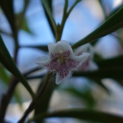 Myoporum montanum at Bungonia National Park - 30 Jul 2023