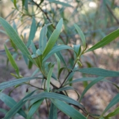 Myoporum montanum at Bungonia National Park - 30 Jul 2023