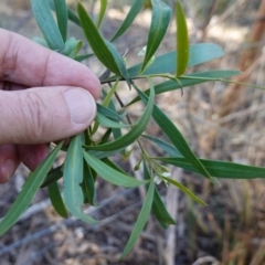 Myoporum montanum at Bungonia National Park - 30 Jul 2023