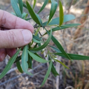 Myoporum montanum at Bungonia National Park - 30 Jul 2023