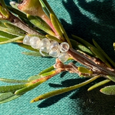 Pentatomoidea (superfamily) (Unidentified Shield or Stink bug) at Denman Prospect, ACT - 2 Jun 2024 by EvaC